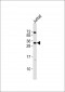 CIP29 Antibody
